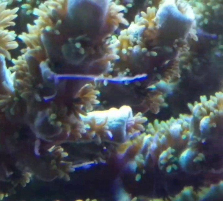Perfect Corals (Miami,&nbspFL)
